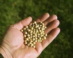 Biodiesel