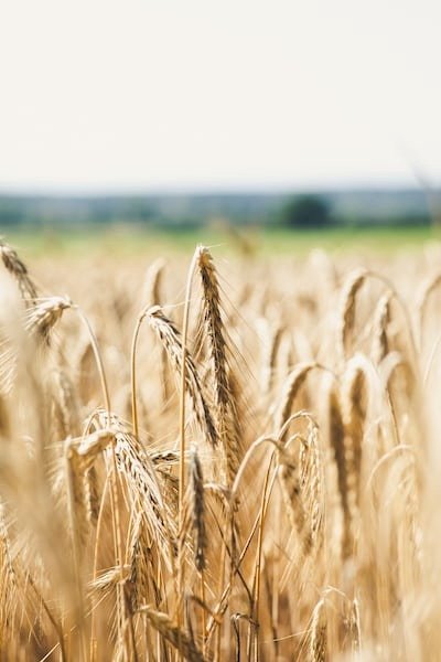 Transgenic Food